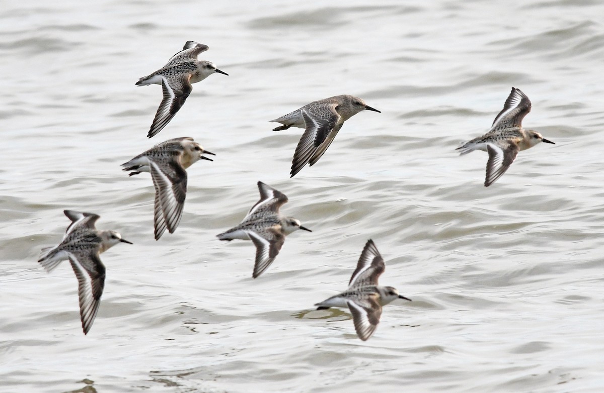 Red Knot - Joshua van der Meulen