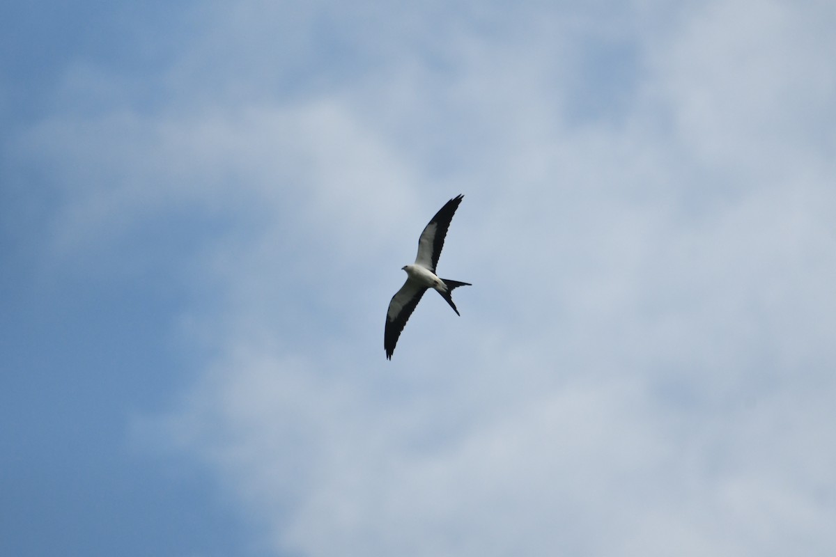 Swallow-tailed Kite - ML262270741