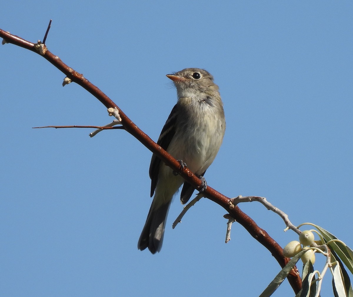 Least Flycatcher - ML262271131