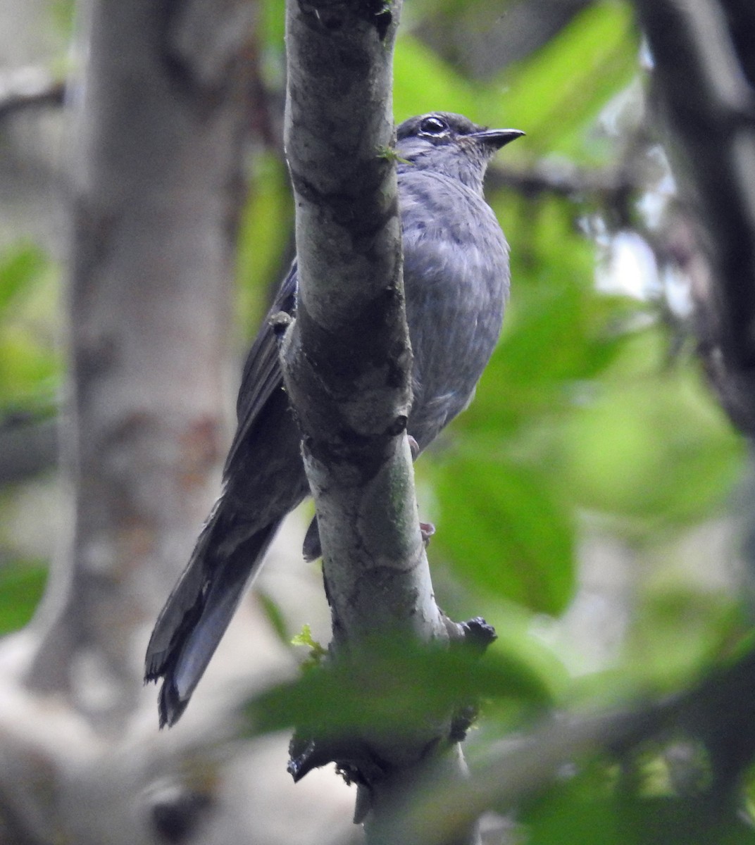 Slate-colored Solitaire - Danilo Moreno