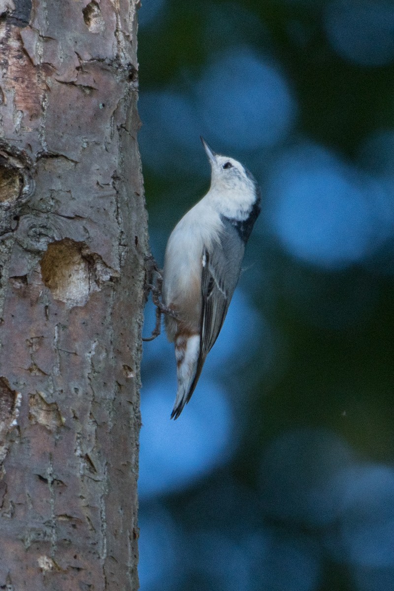 White-breasted Nuthatch - Erin Avram