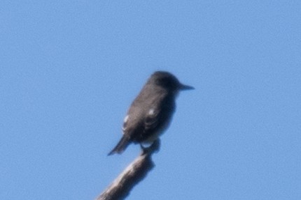 Olive-sided Flycatcher - Erin Avram