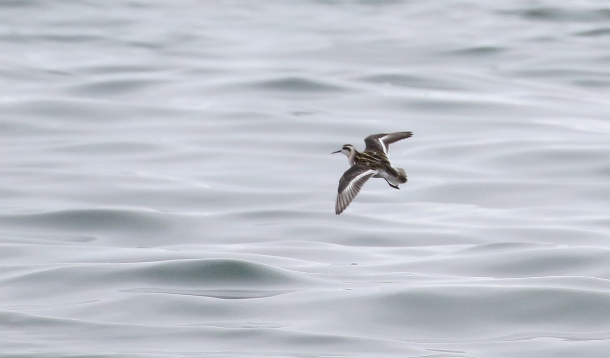 Red-necked Phalarope - ML262275401