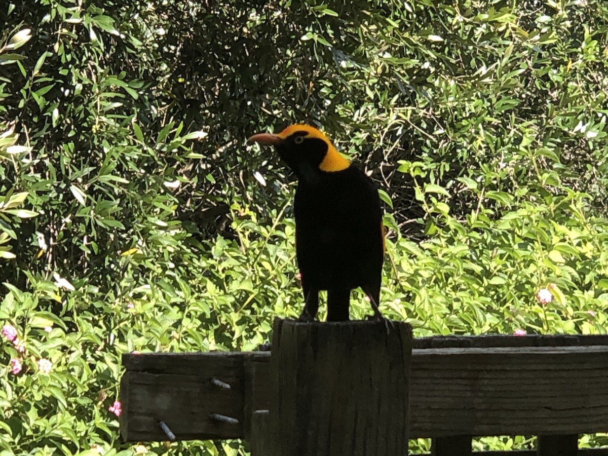 Regent Bowerbird - ML262276981