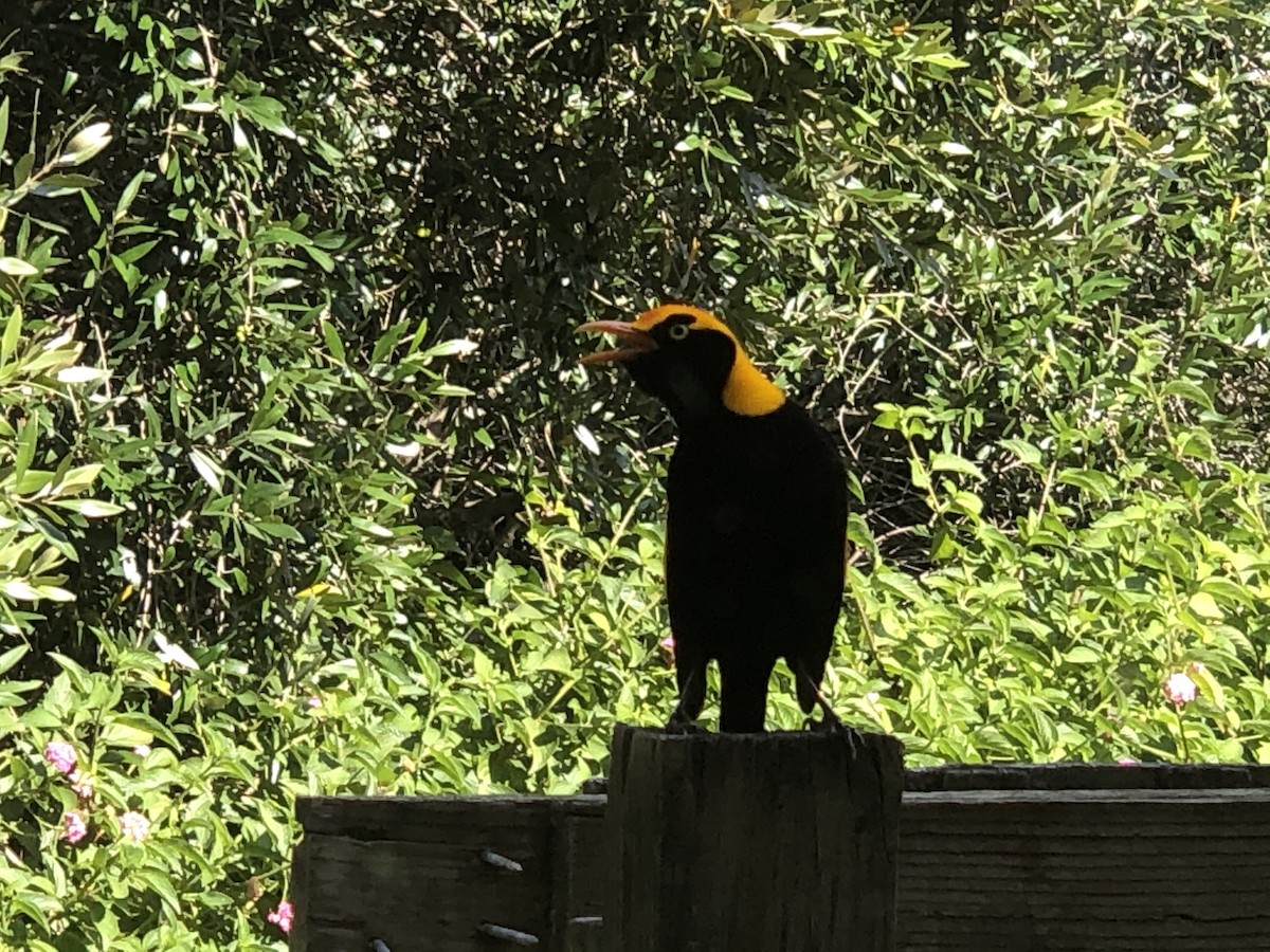 Regent Bowerbird - Martin Heffron