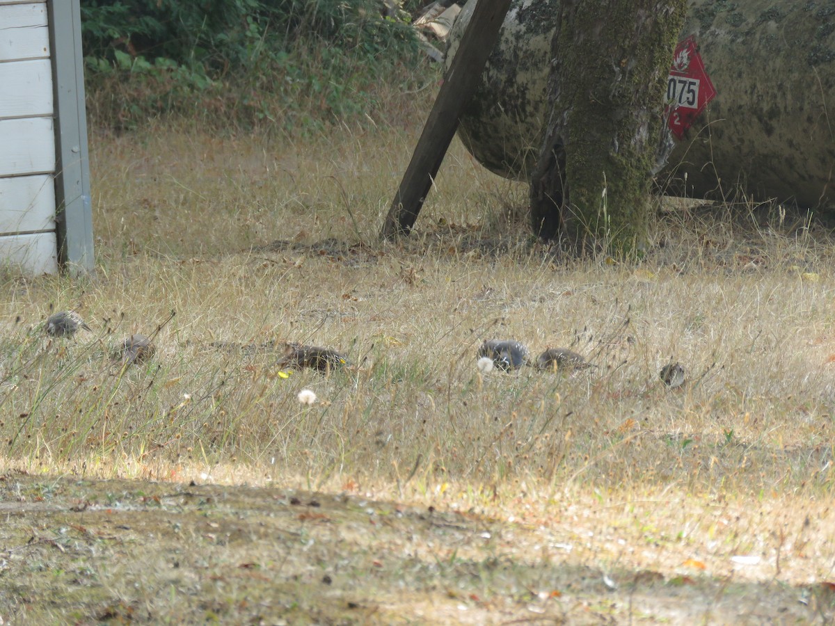 California Quail - ML262277231