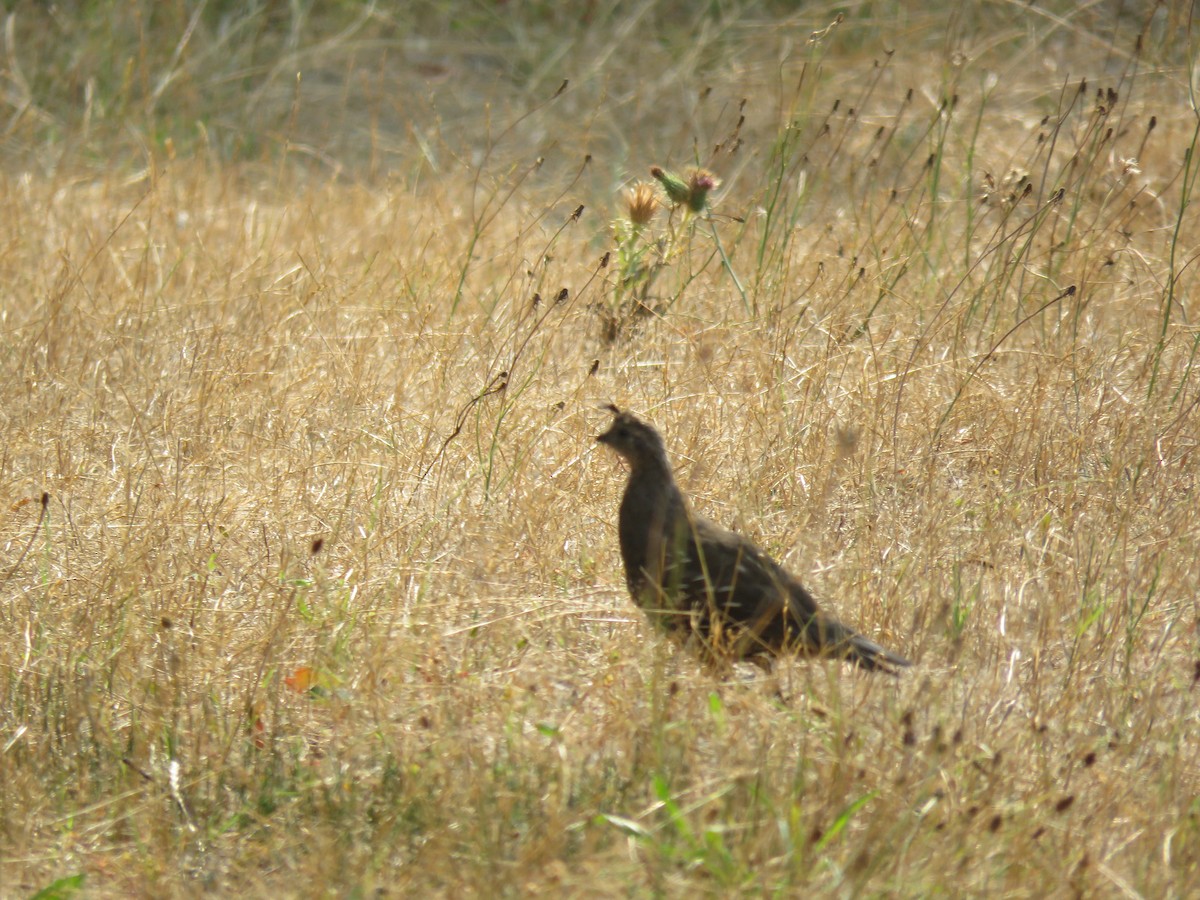 California Quail - ML262277281