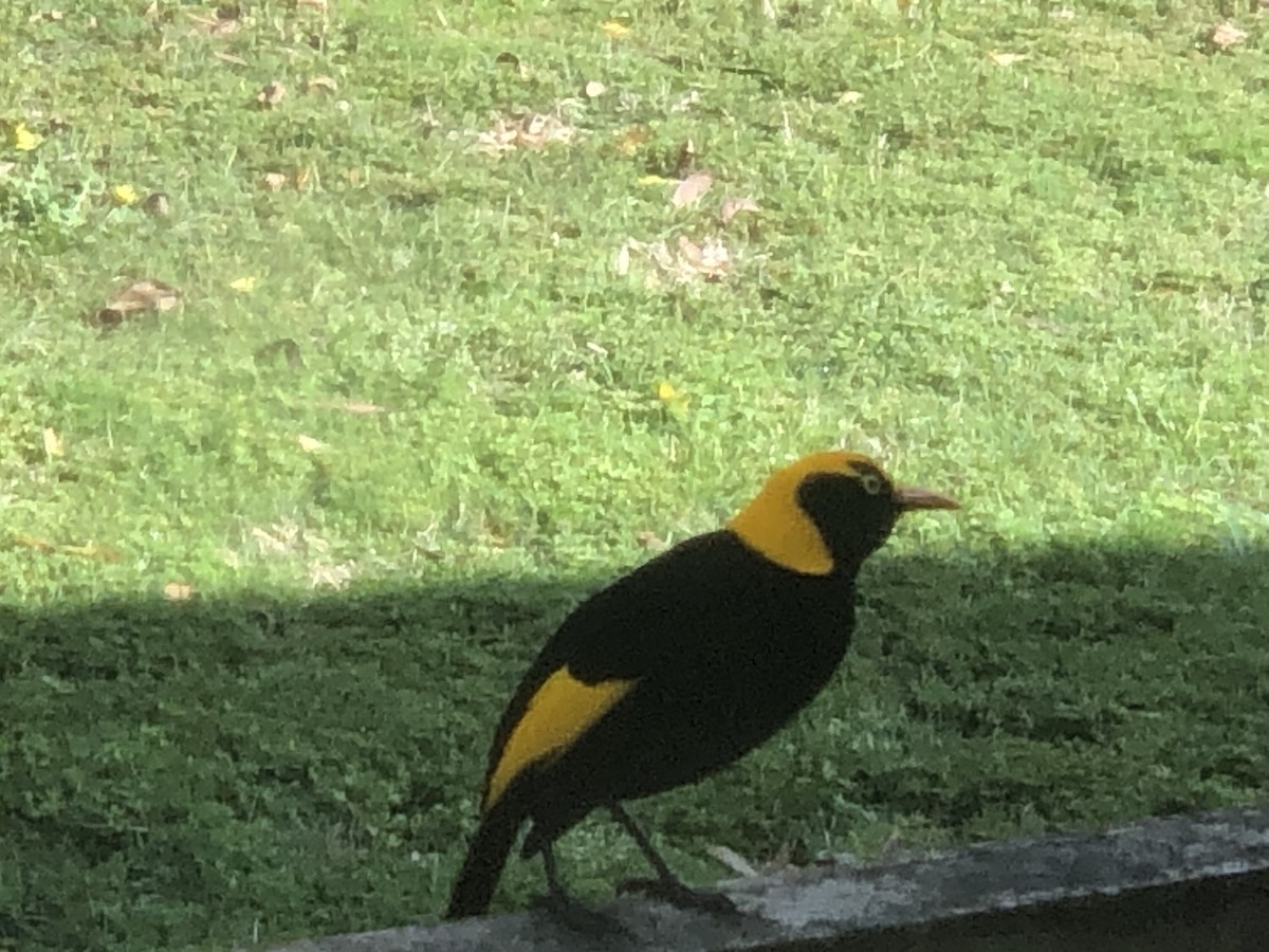 Regent Bowerbird - Martin Heffron