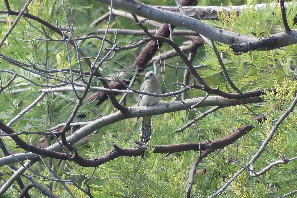 Fan-tailed Cuckoo - ML262277941