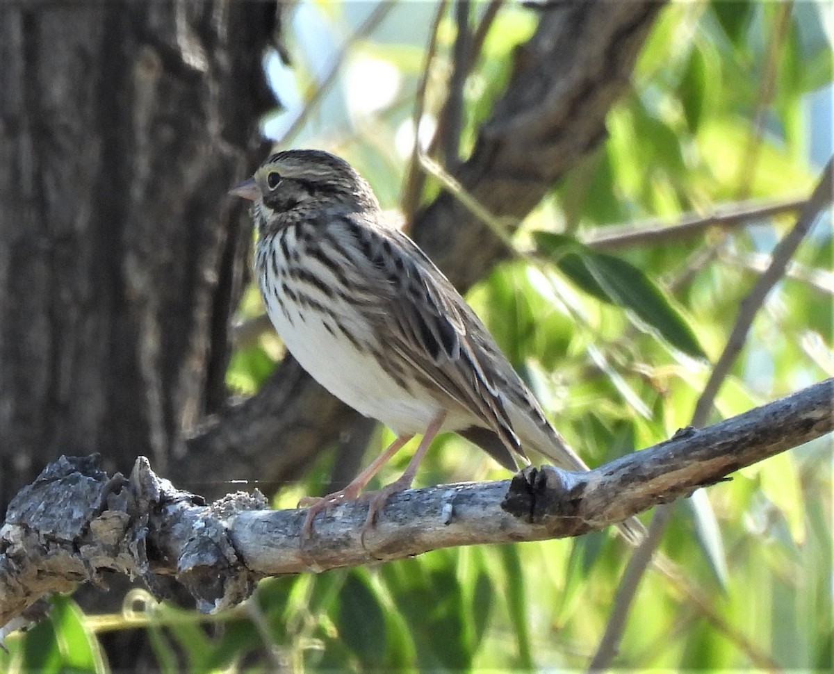 Savannah Sparrow - ML262278191