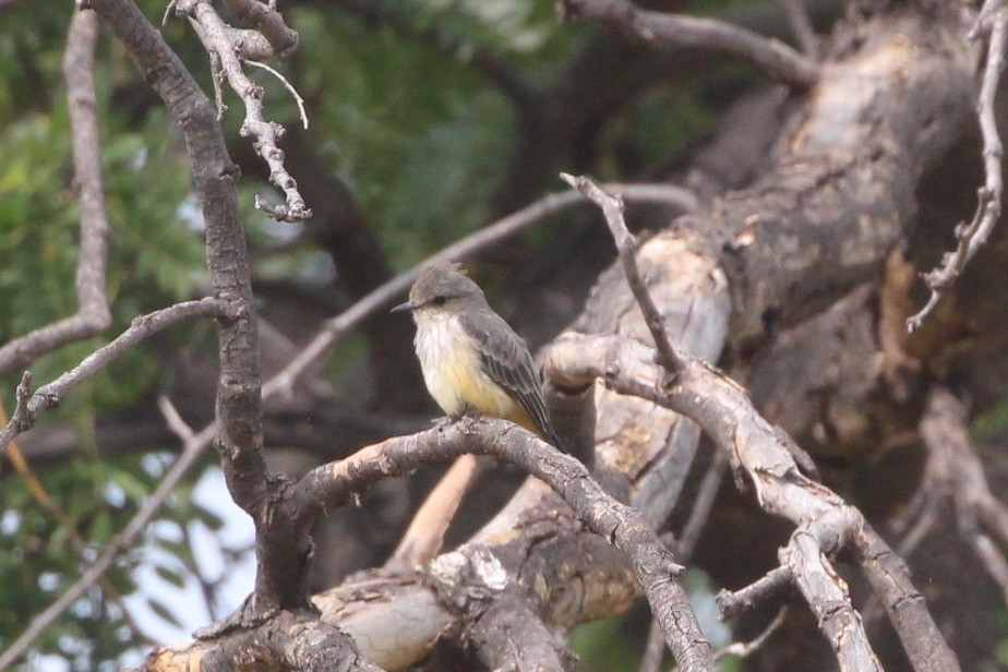 Vermilion Flycatcher - Jodhan Fine