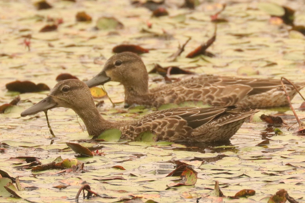 Blue-winged Teal - Warren Cronan