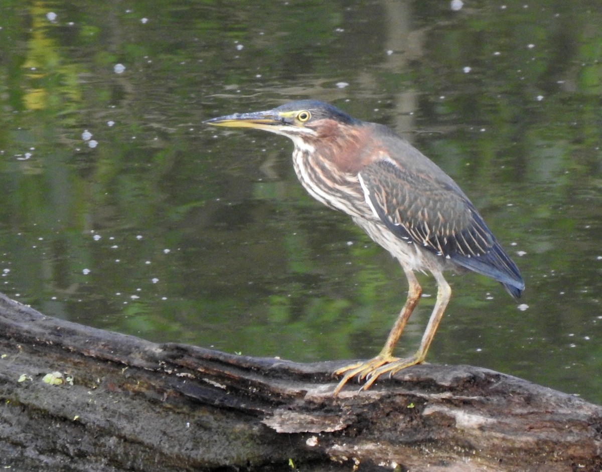 Green Heron - ML262279721