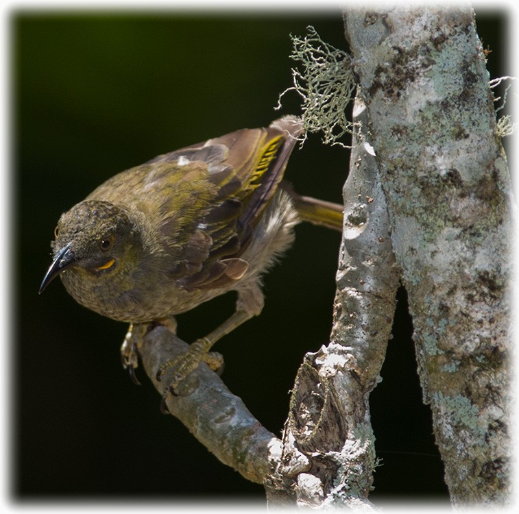 Western Wattled-Honeyeater - www.aladdin .st