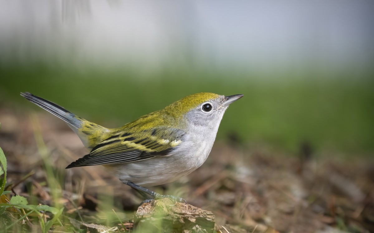 Chestnut-sided Warbler - ML262280301