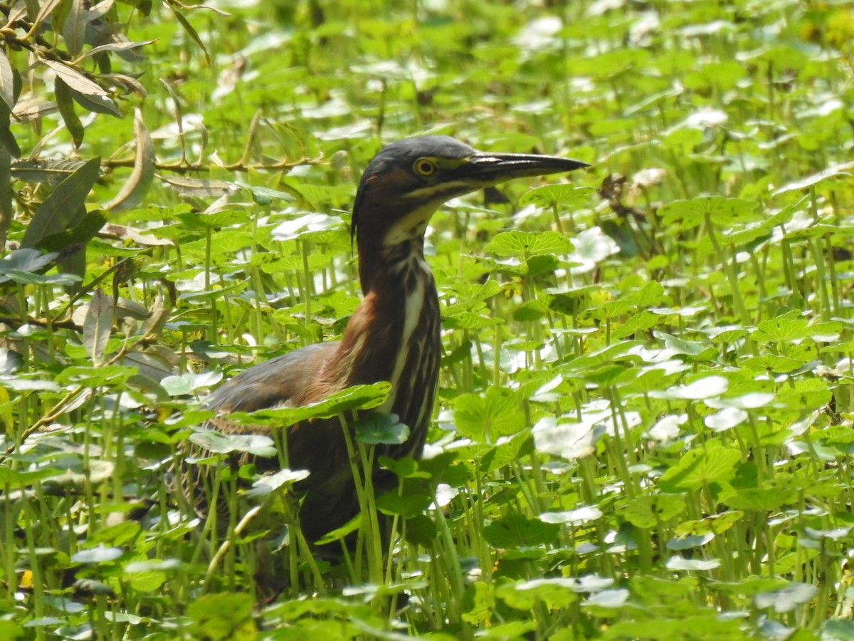 Green Heron - ML262280991