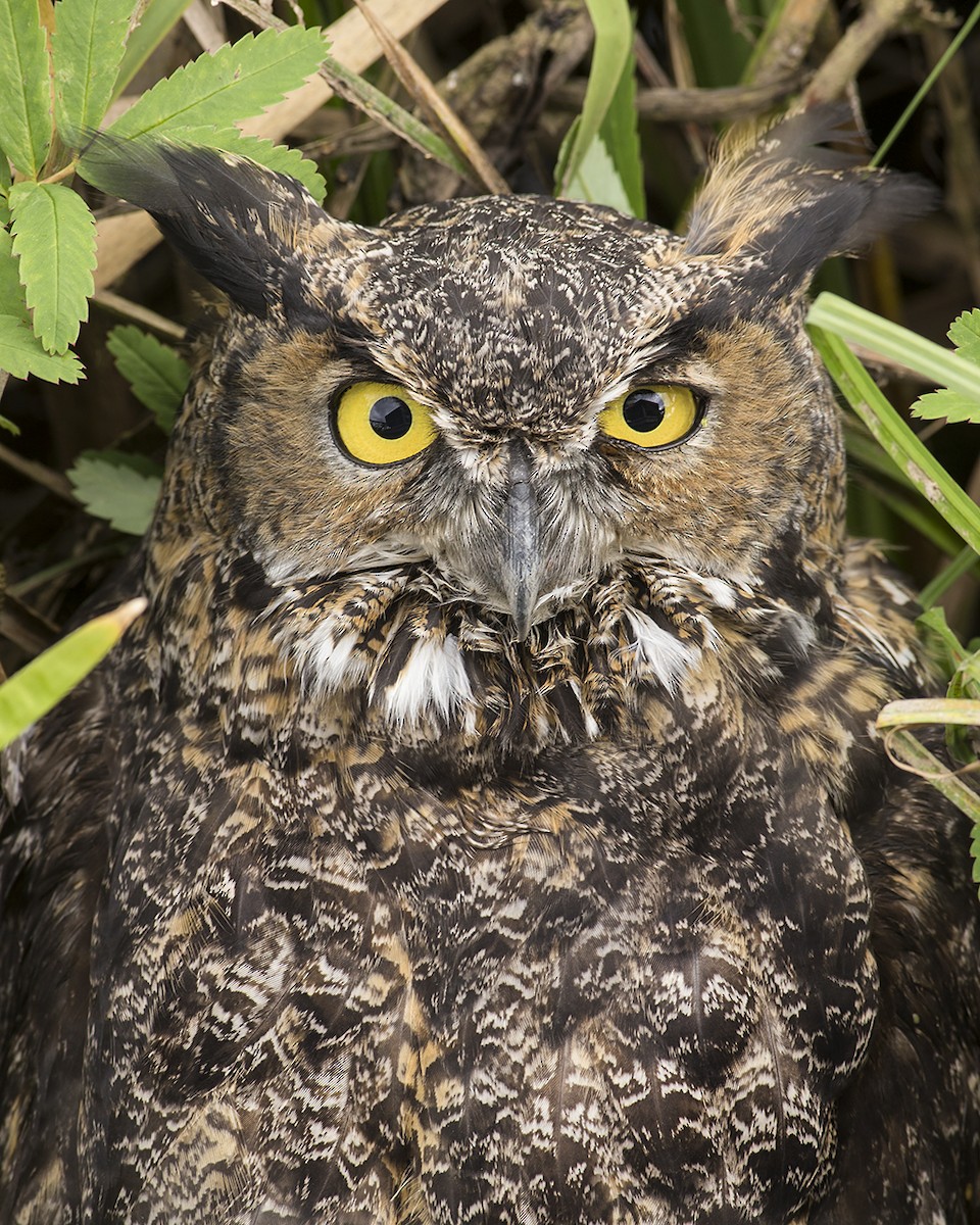 Great Horned Owl - ML262281591