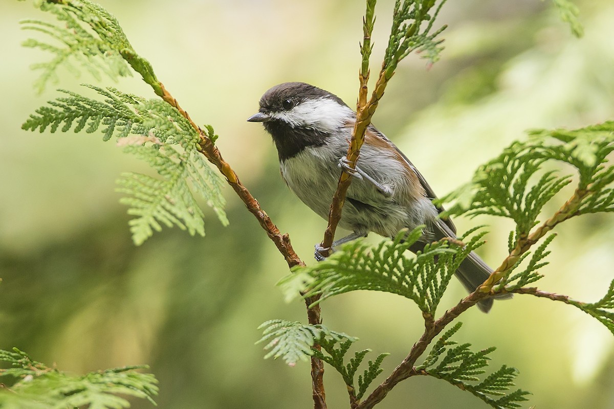 Mésange à dos marron - ML262283271