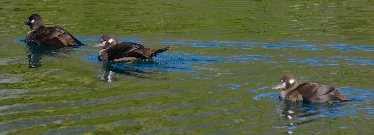 Harlequin Duck - ML262283381