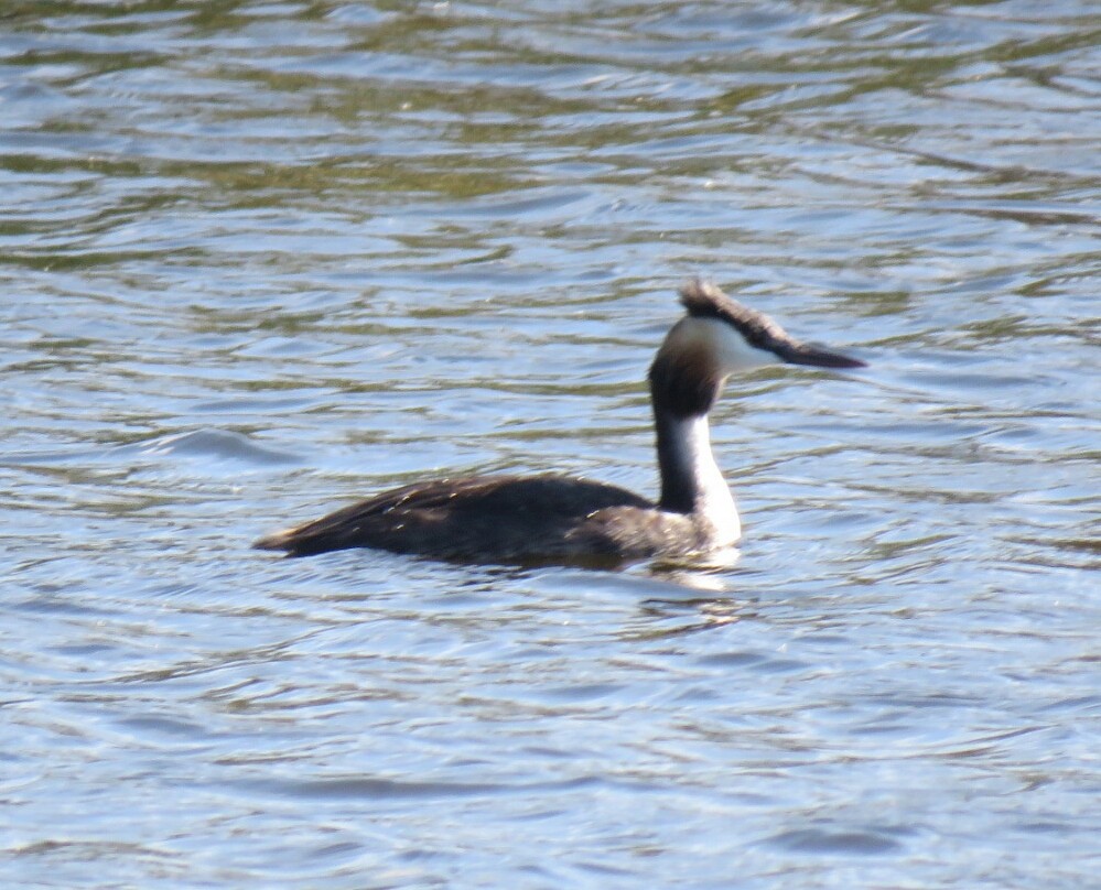 Great Crested Grebe - ML26228361