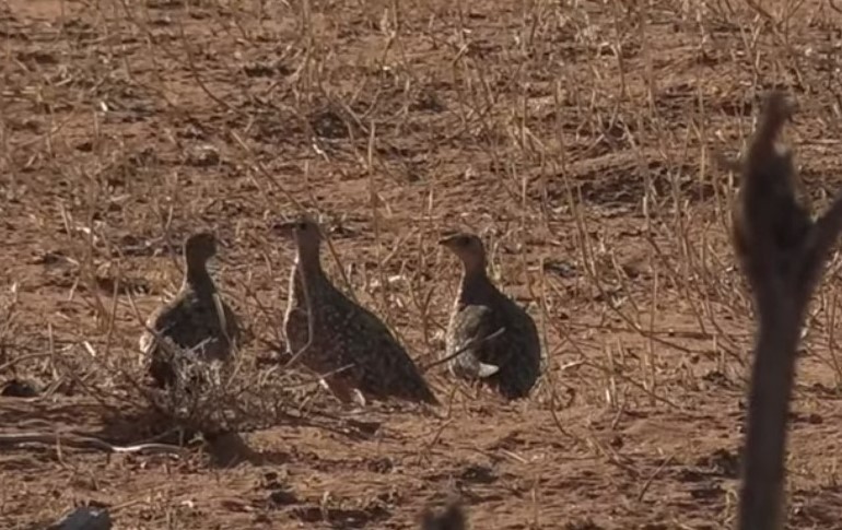 Burchell's Sandgrouse - ML262284771