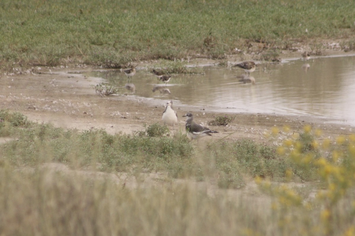 Sabine's Gull - Camden Bruner