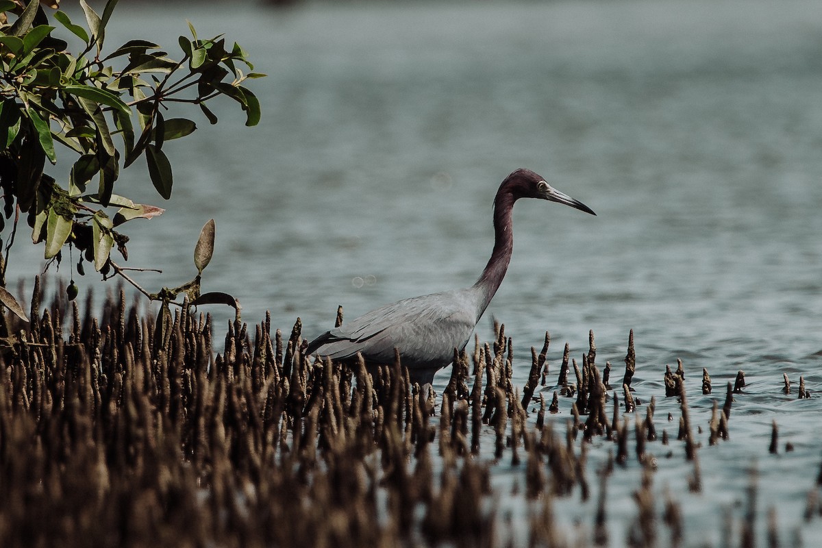 Little Blue Heron - ML262285401