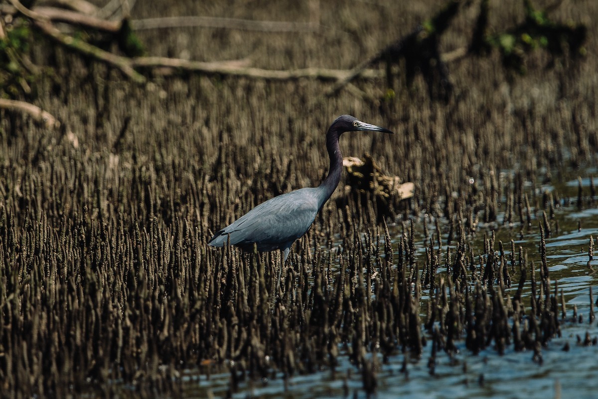 Little Blue Heron - Renato David Rojas Cánova