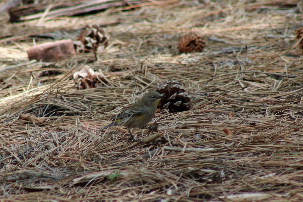 Yellow-rumped Warbler - ML262286781