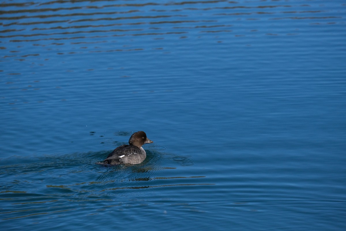 Common Goldeneye - ML262288031