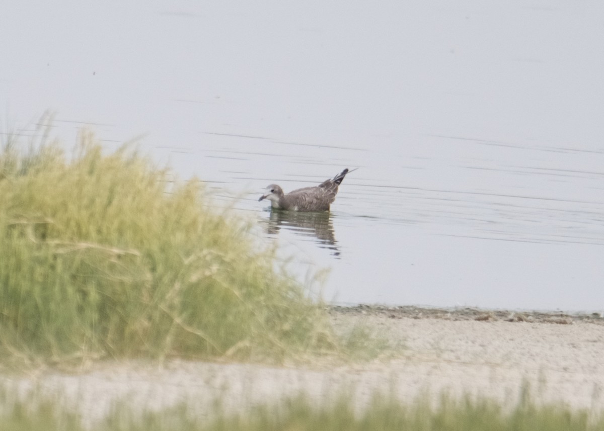 Sabine's Gull - Kanayo Rolle