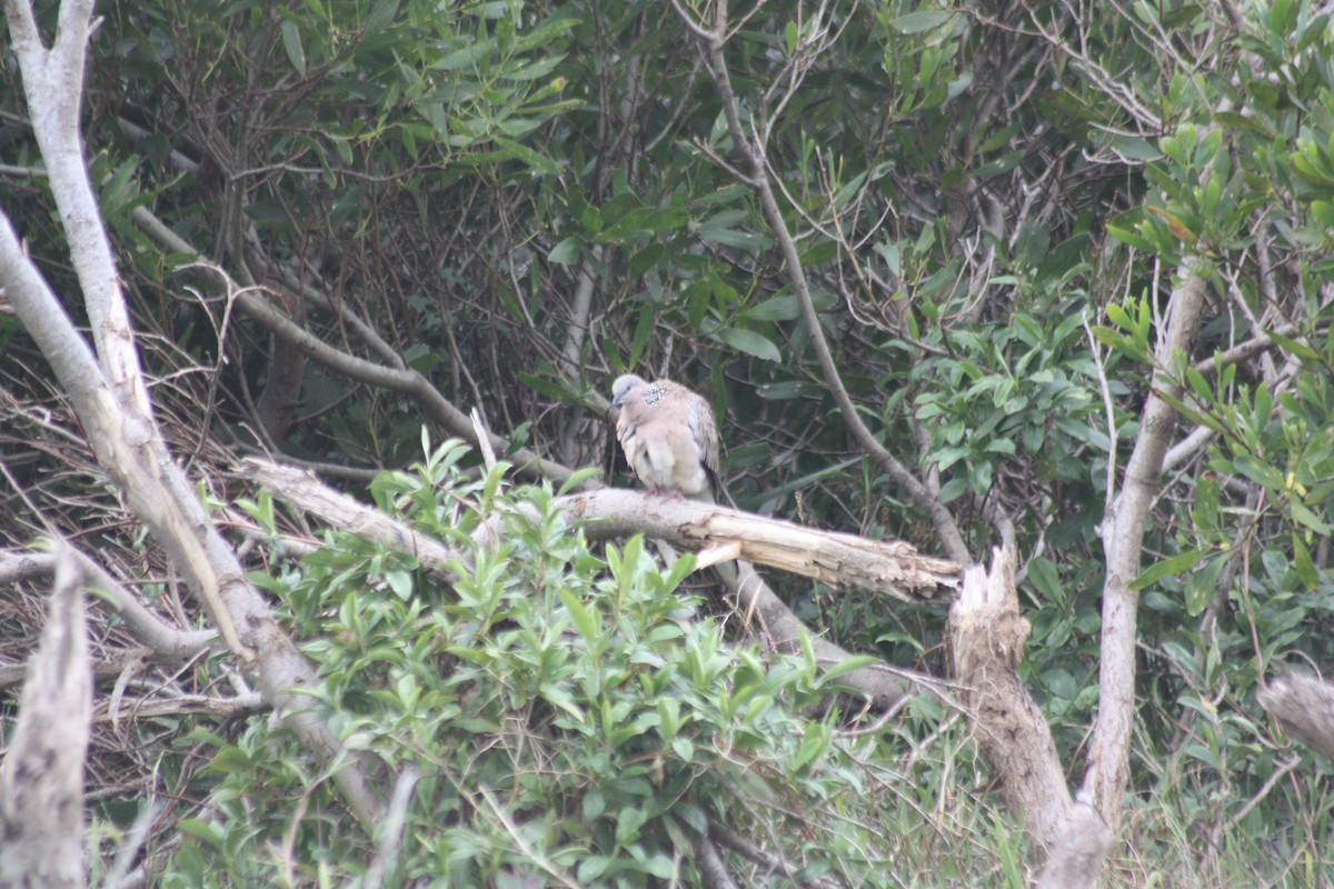 Spotted Dove - ML262293911