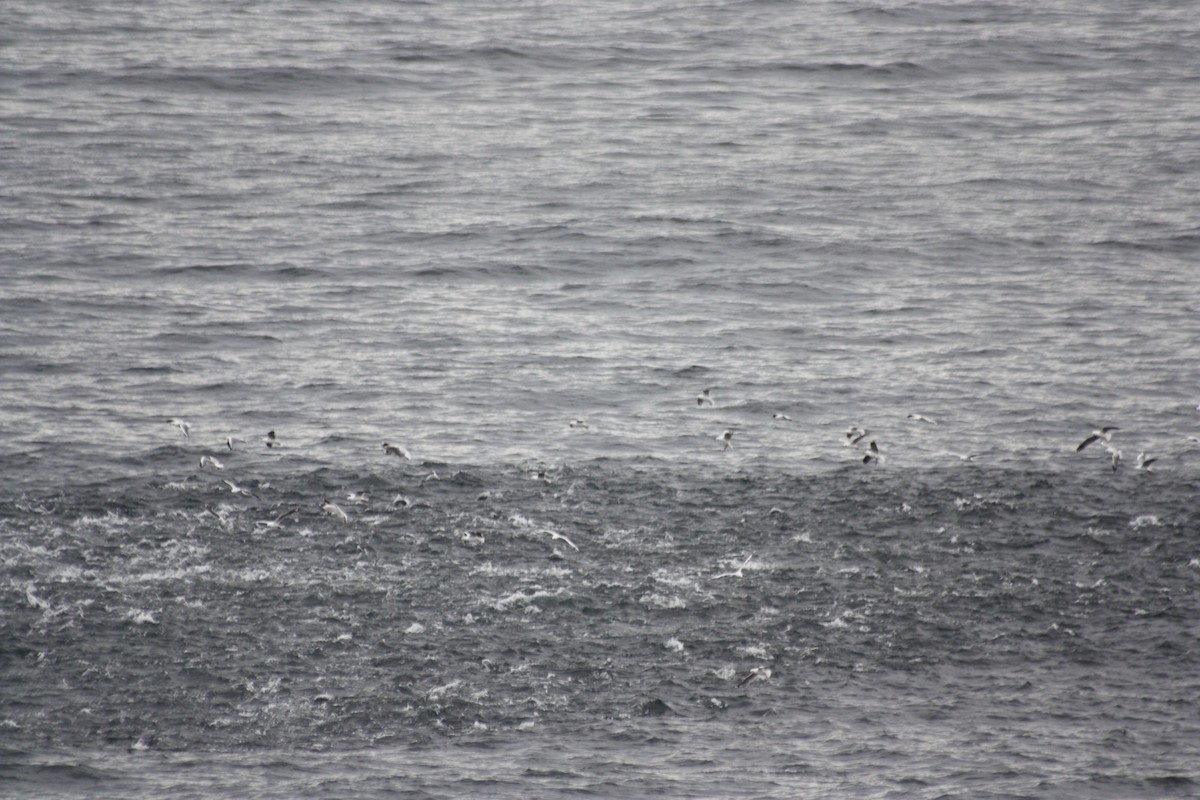 Silver Gull - ML262294001