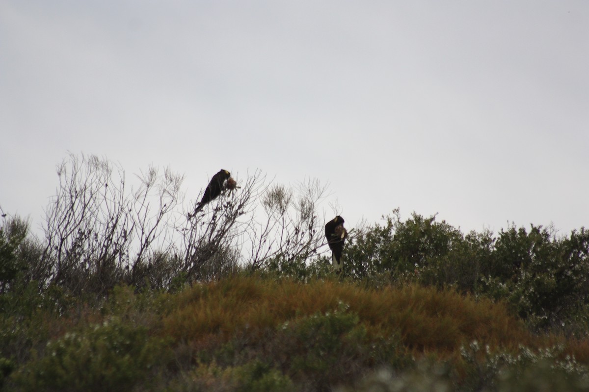 Yellow-tailed Black-Cockatoo - ML262294131