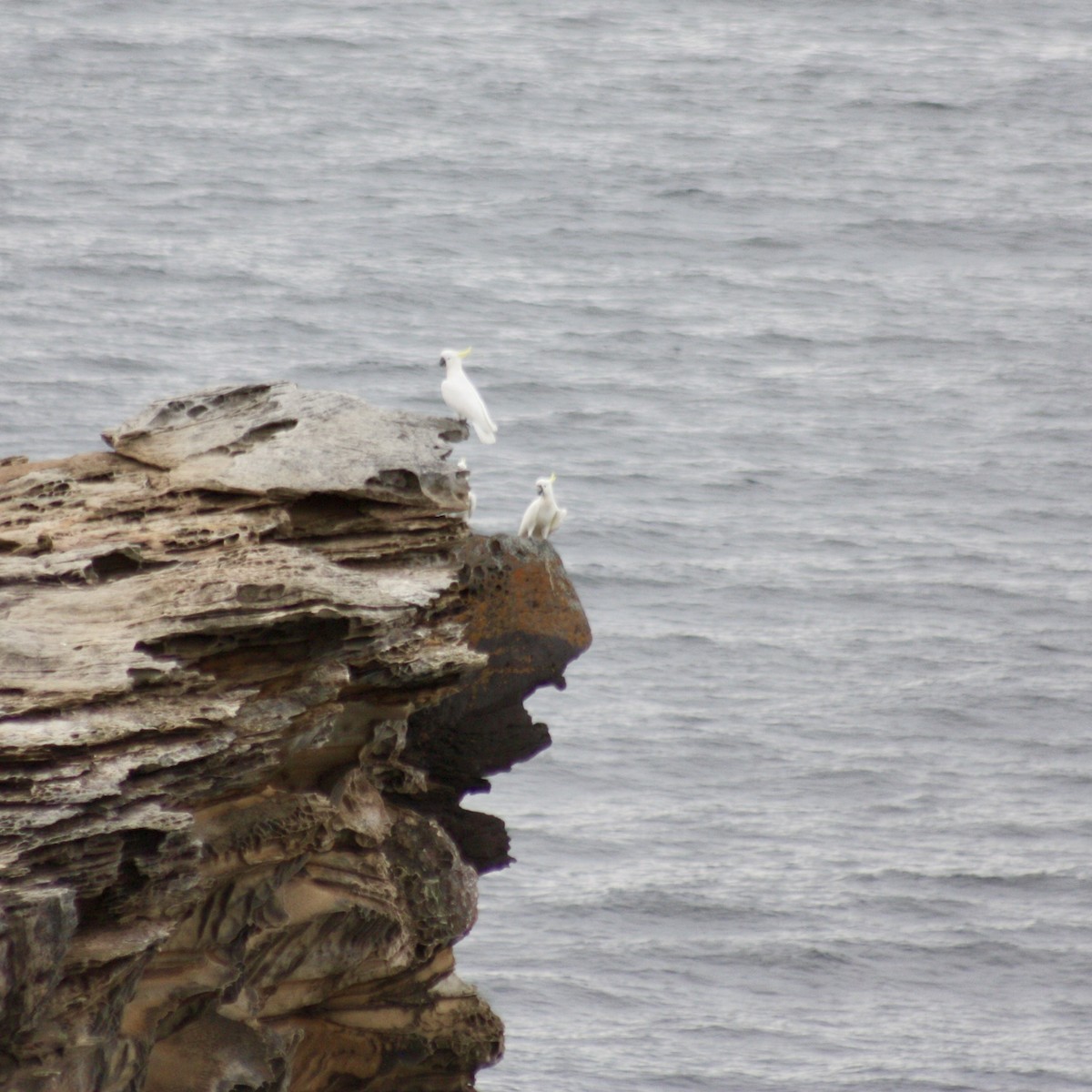 Sulphur-crested Cockatoo - ML262294151