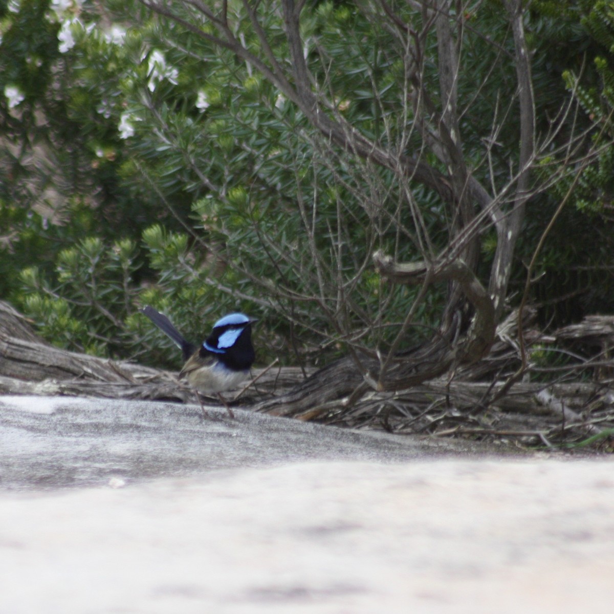 Superb Fairywren - ML262294331