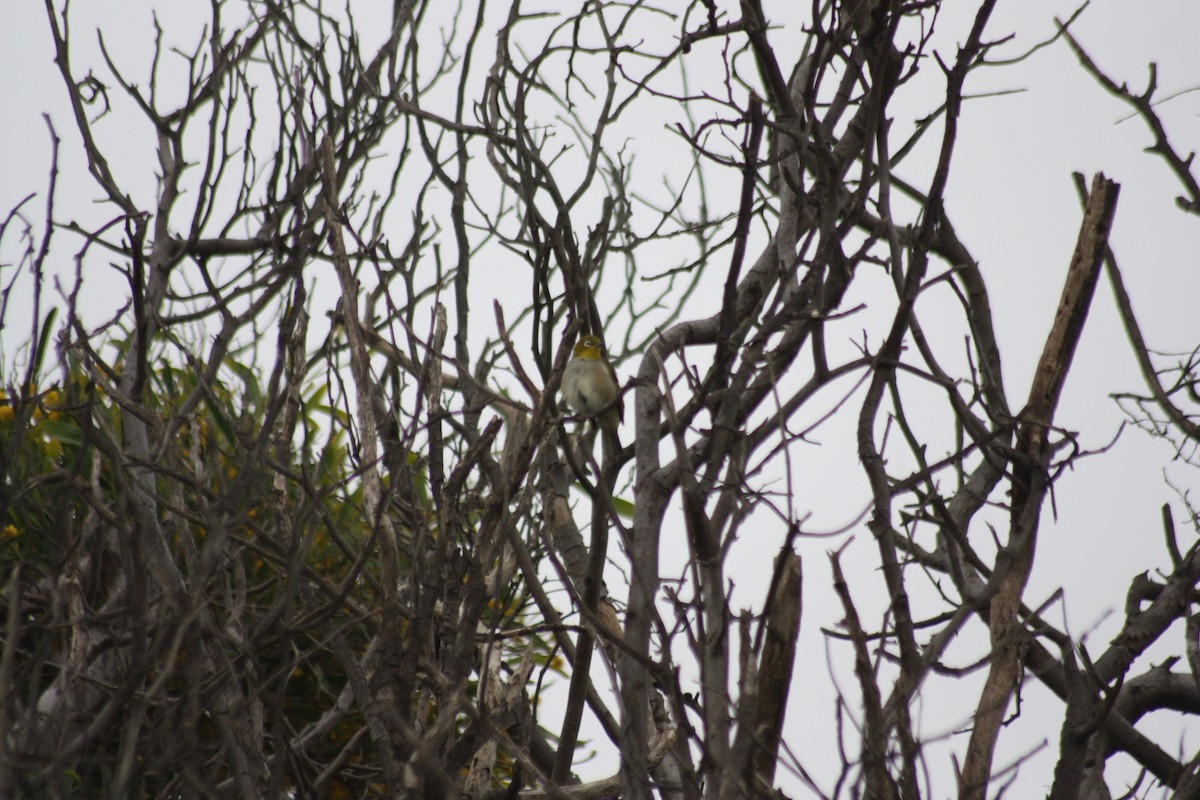 Silvereye - ML262294601