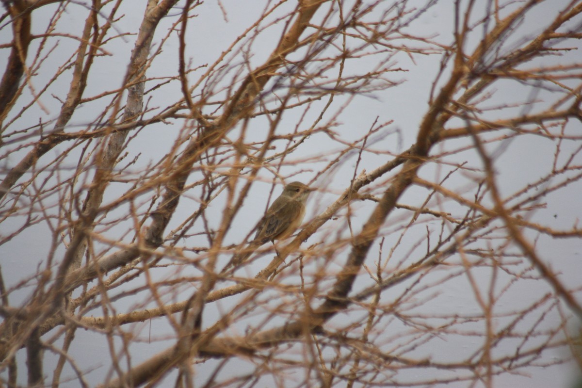 Australian Reed Warbler - ML262294651