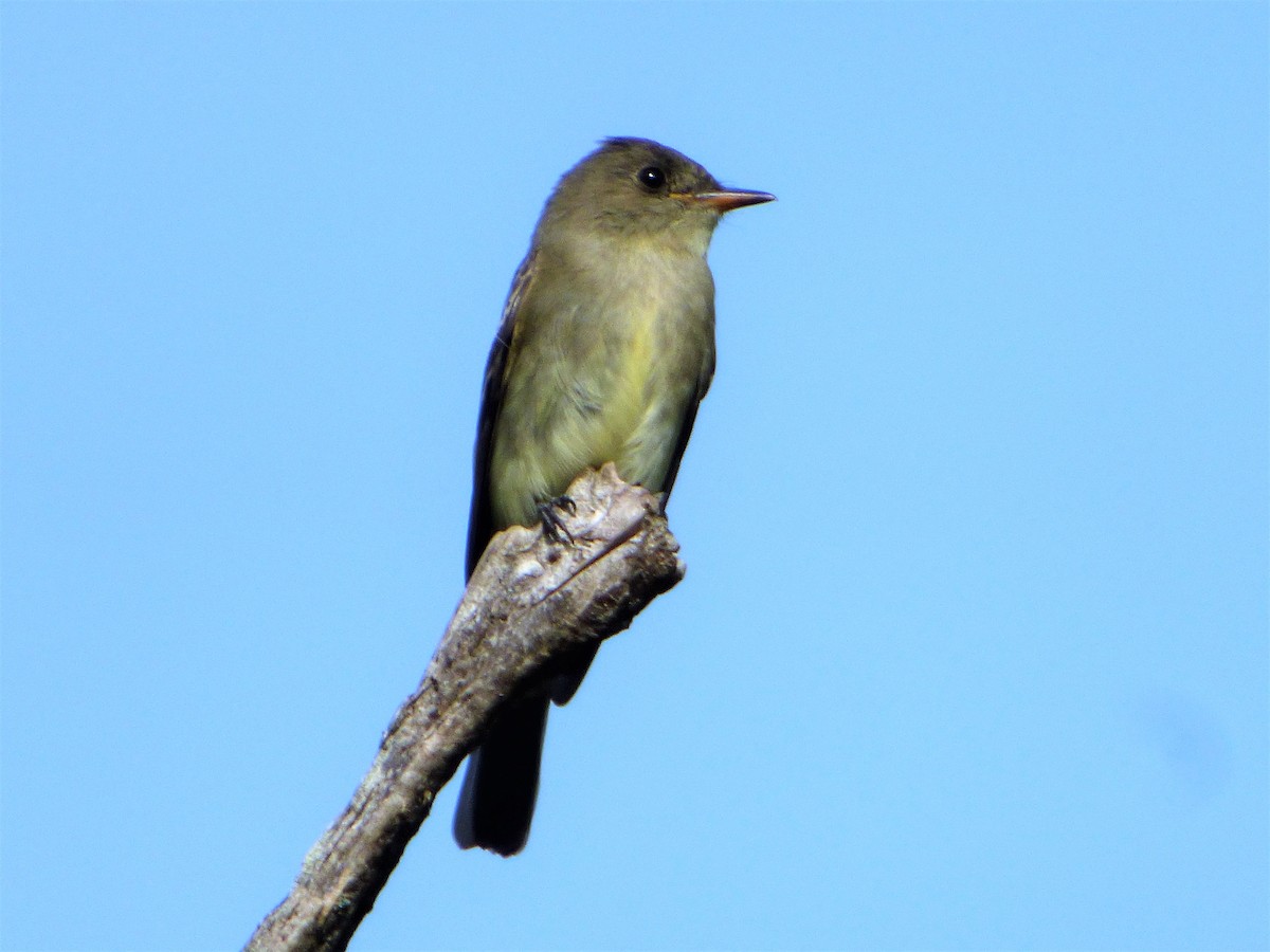 Eastern Wood-Pewee - ML262297171