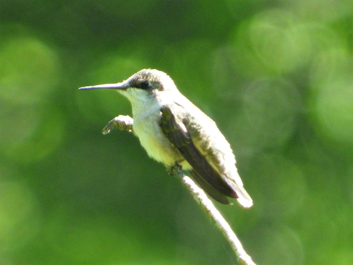Ruby-throated Hummingbird - Patrice Blouin