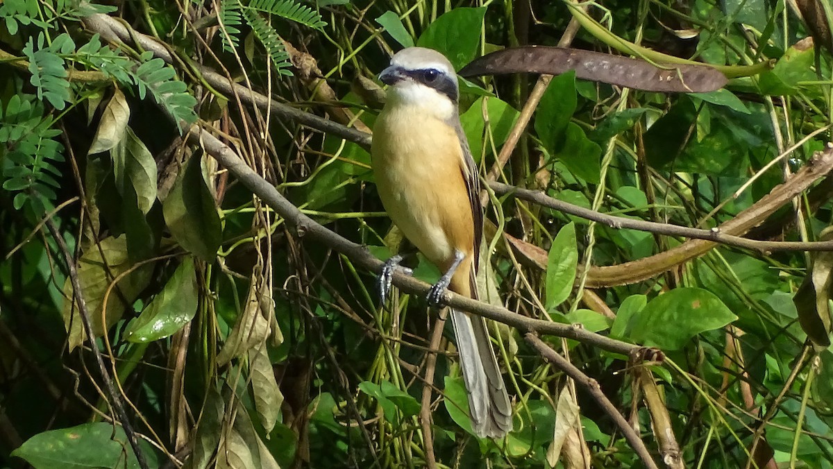 Brown Shrike - ML262298791