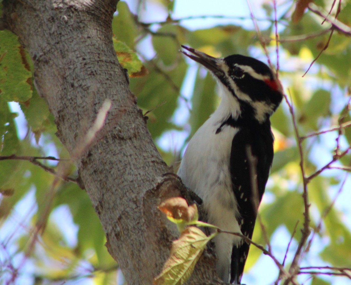 Hairy Woodpecker - G Stacks