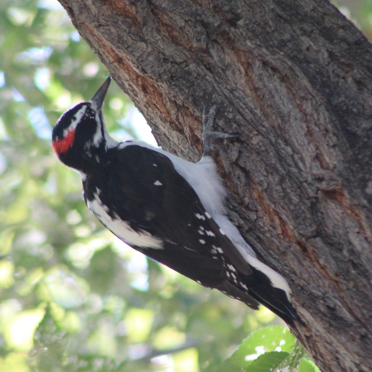 Hairy Woodpecker - G Stacks