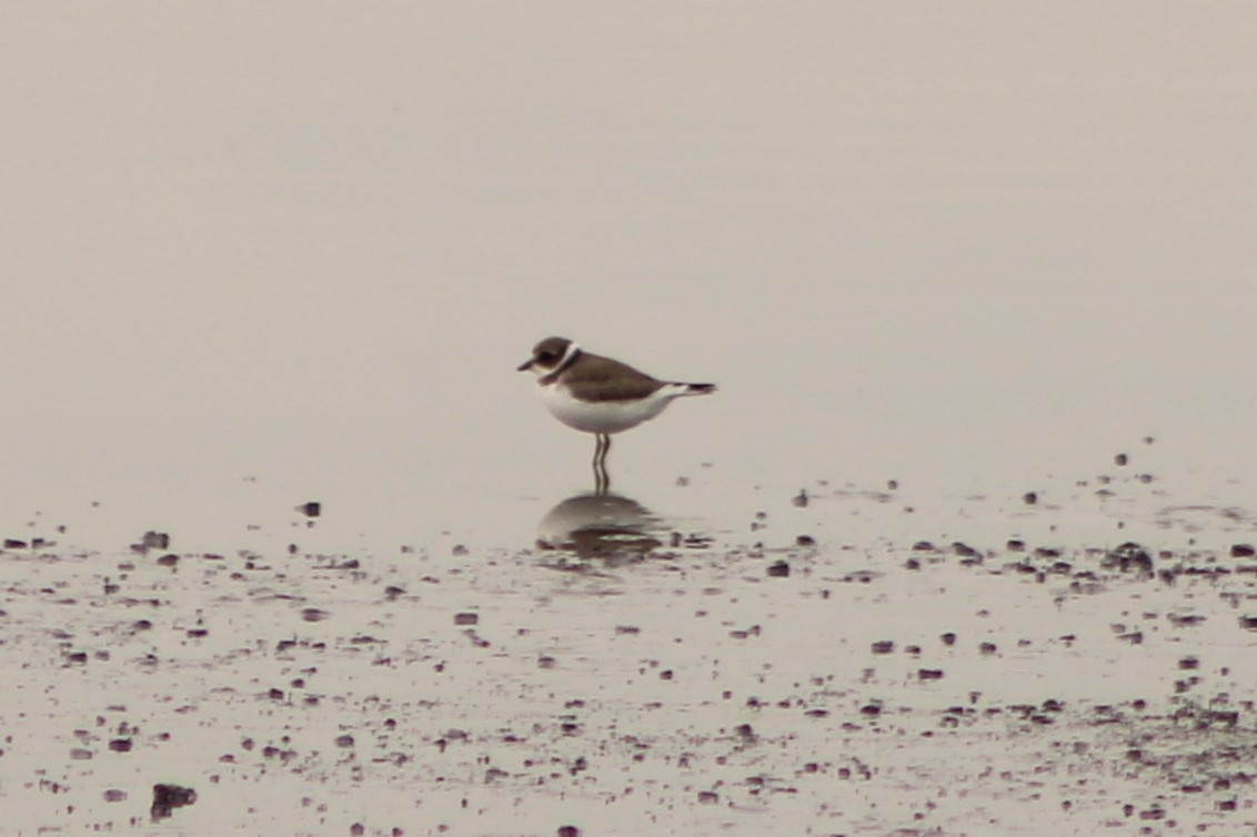 Semipalmated Plover - Sean Cozart