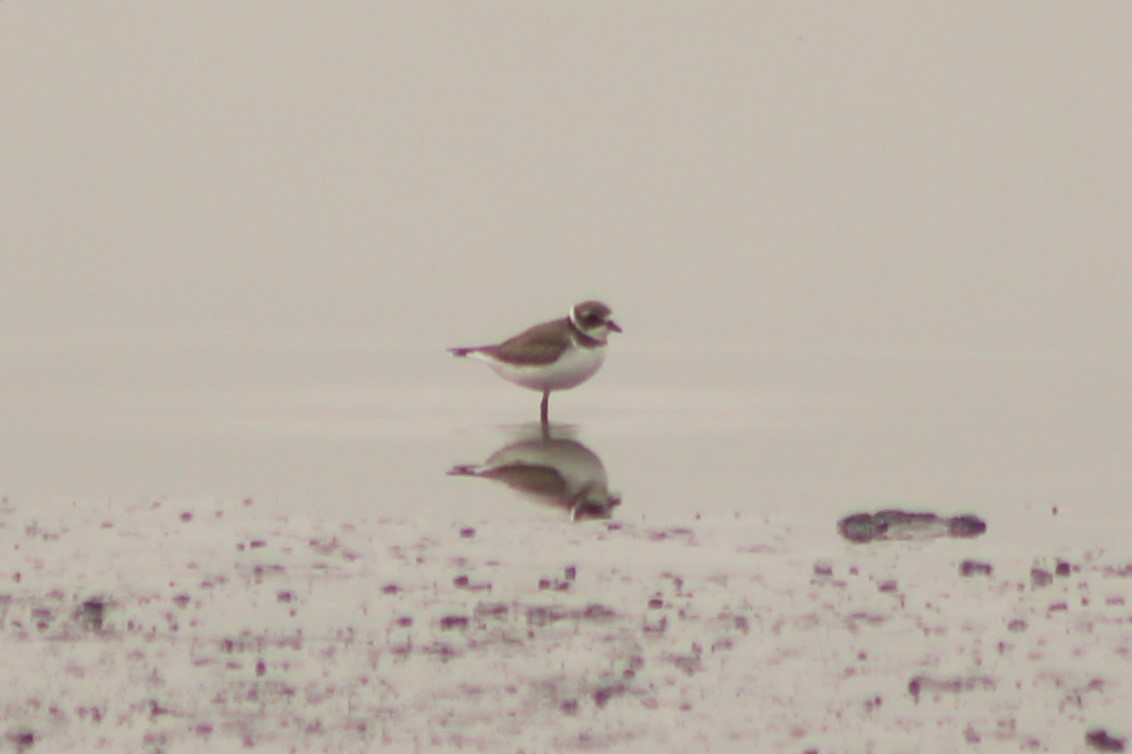 Semipalmated Plover - ML262302411