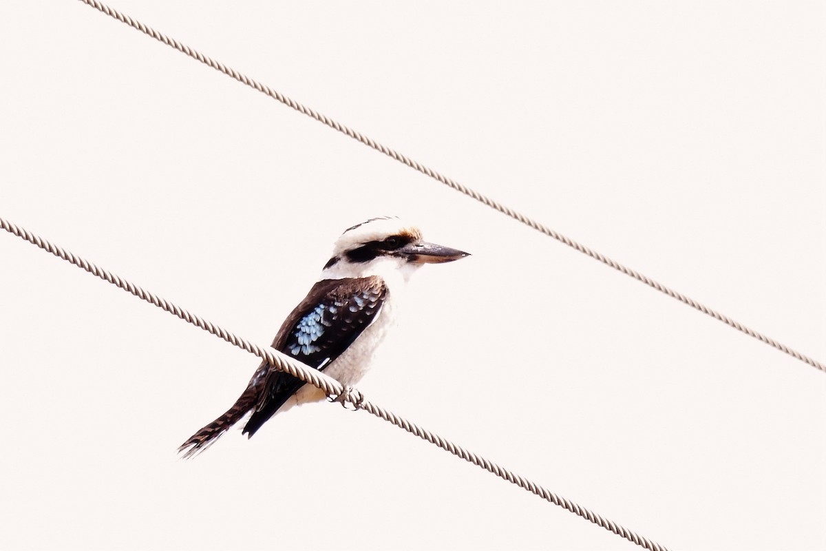 Laughing Kookaburra - ML262302611