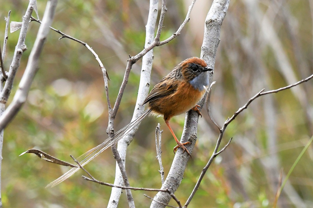 Southern Emuwren - ML262302651