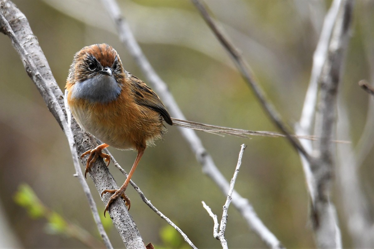 Southern Emuwren - ML262302681