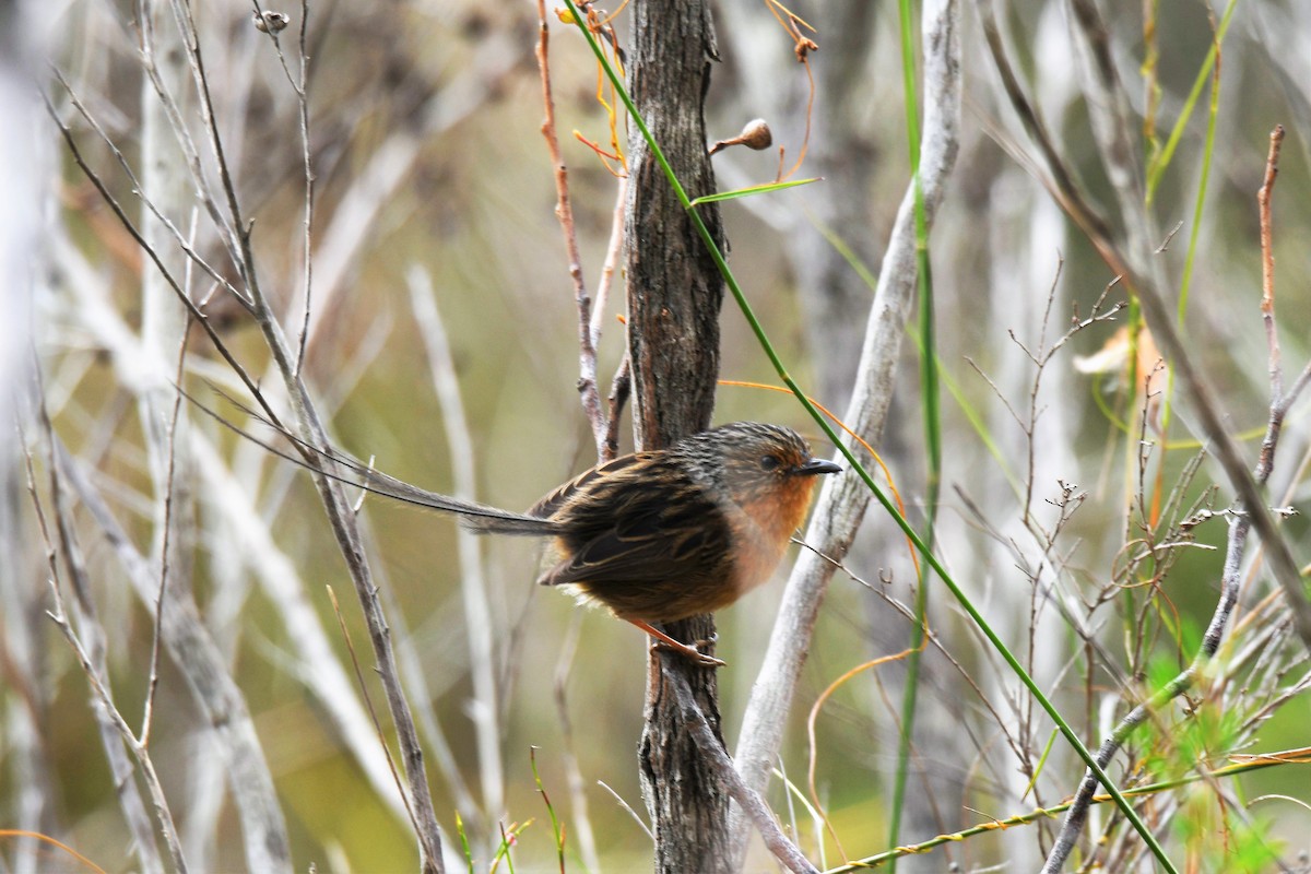 Southern Emuwren - ML262302771