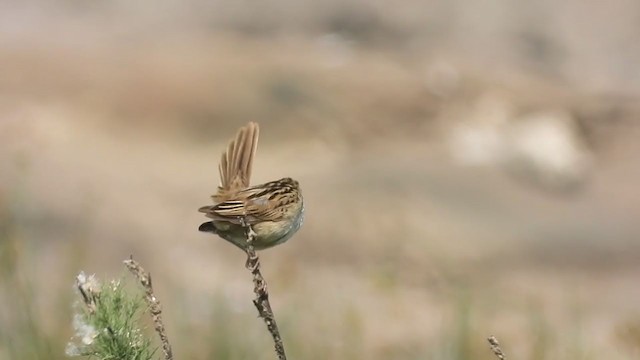 Striated Grassbird - ML262304191